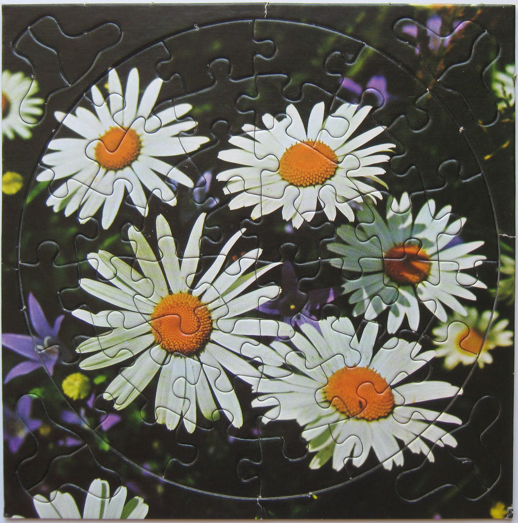 Close-up photograph of four bright white daisies with yellow centers set against a dark, shadowy garden background.