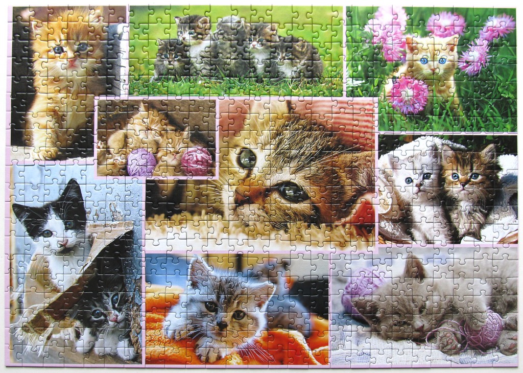 A collage of various kittens in different playful and resting poses.