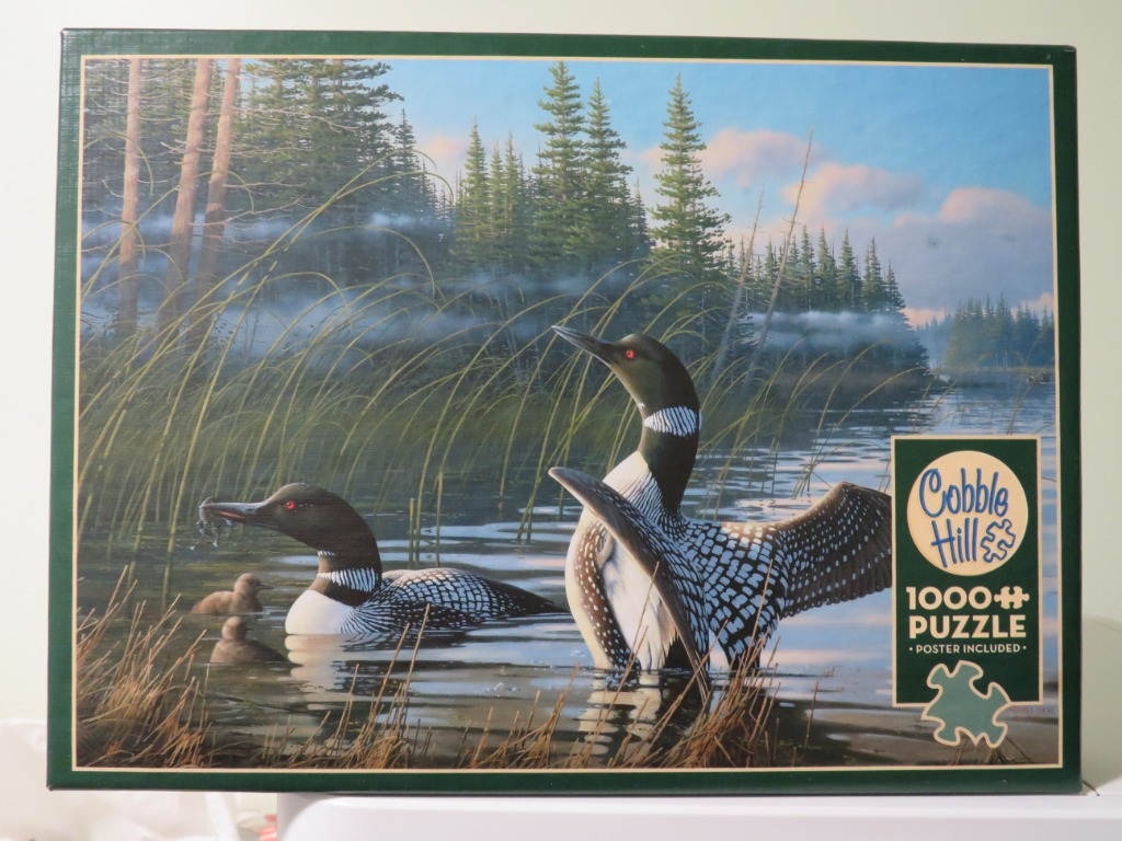 Two common loons swimming in a serene lake bordered by pine trees and reeds.