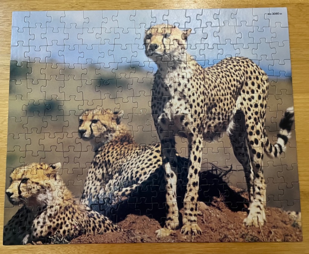 Three cheetahs in a golden savanna landscape