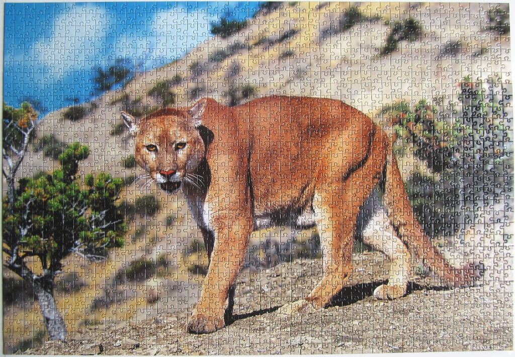 A mountain lion standing on a rocky ledge in a desert landscape.