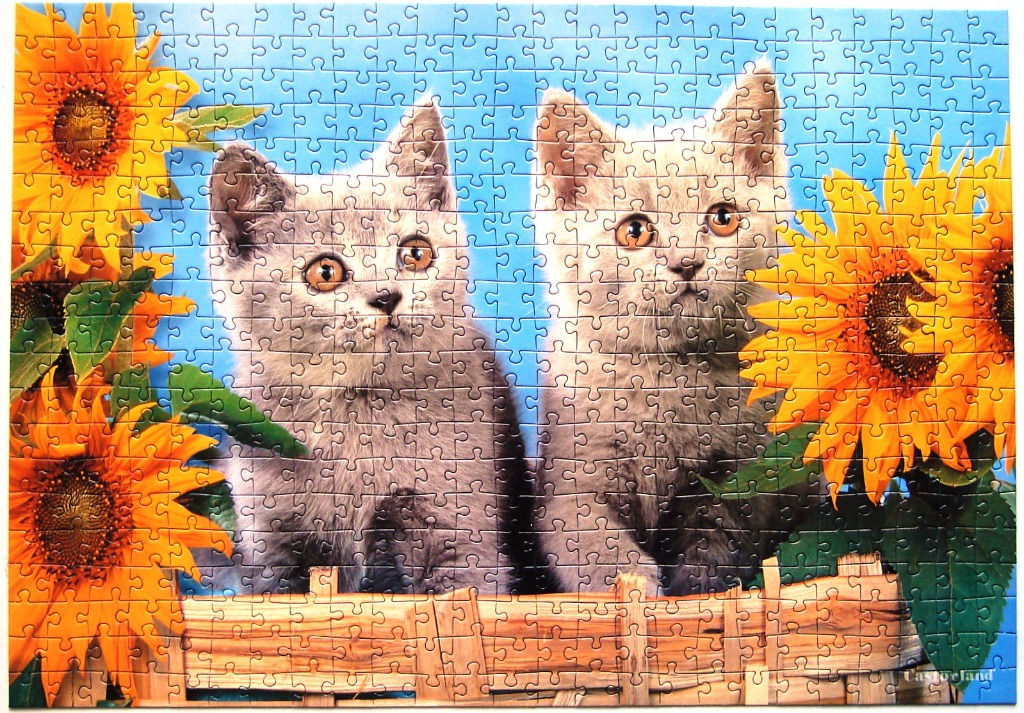 Two fluffy kittens sitting behind a wooden fence surrounded by bright yellow sunflowers against a blue sky.