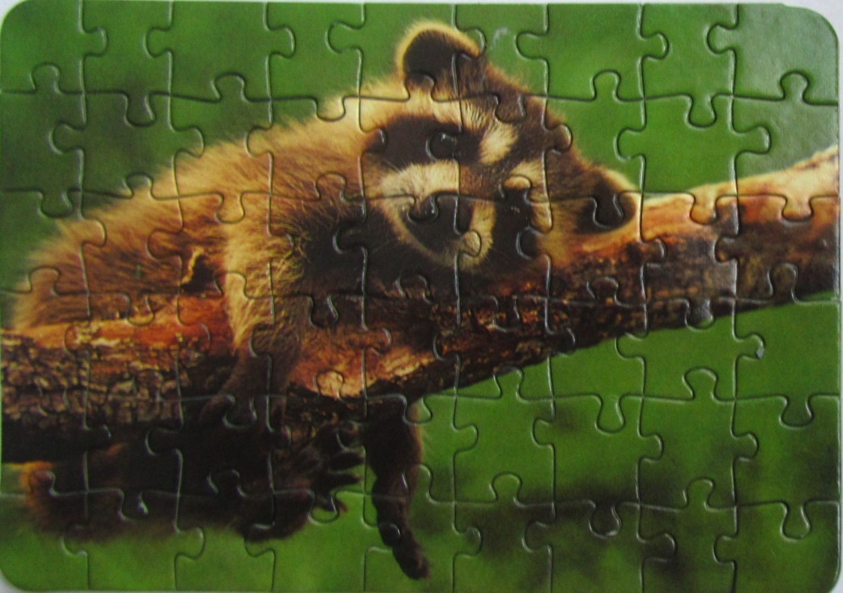 A close-up photograph of a raccoon resting on a tree branch against a blurred green background.