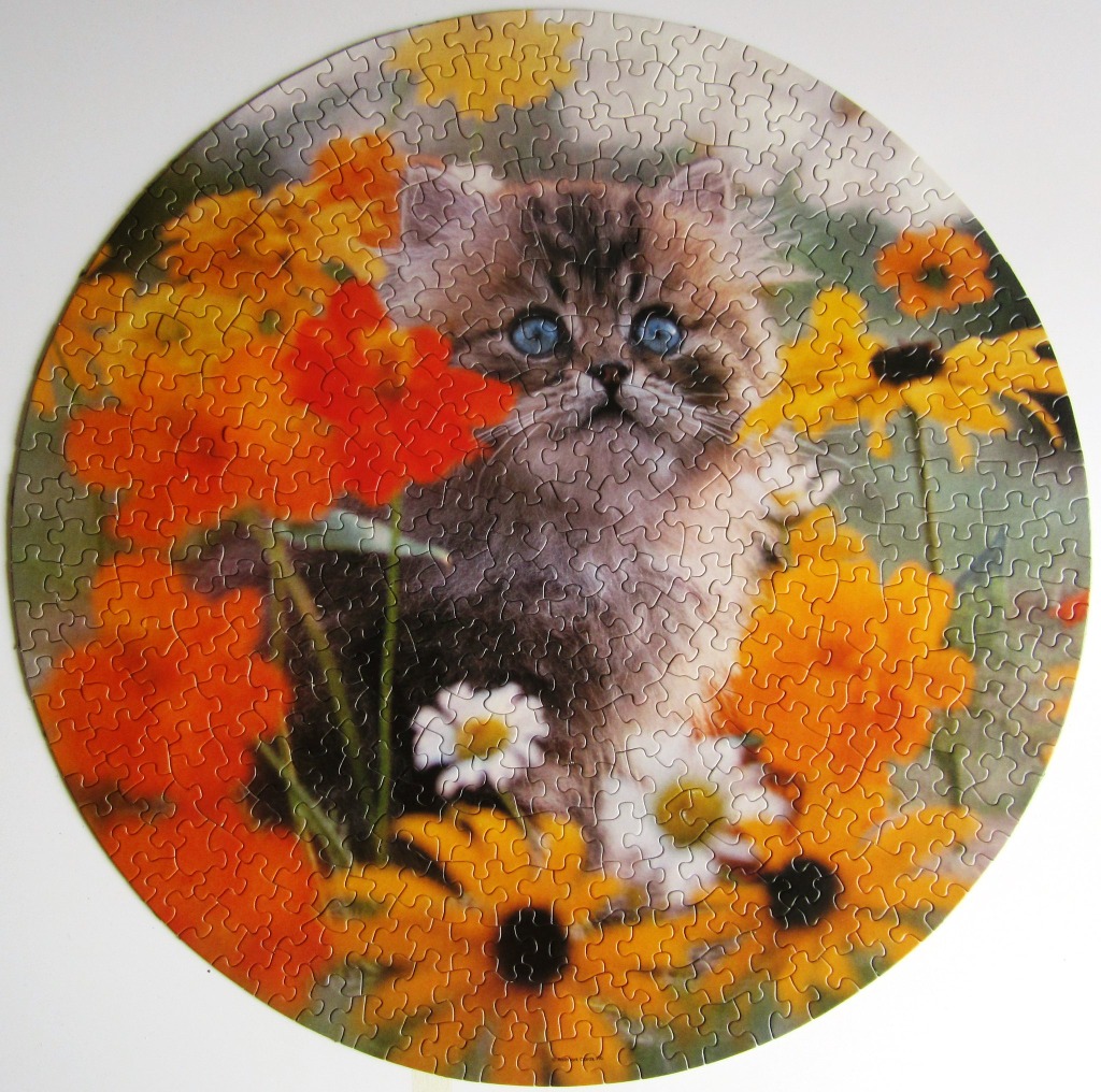 A fluffy brown tabby kitten with large blue eyes sitting among bright orange and yellow flowers in a circular format.
