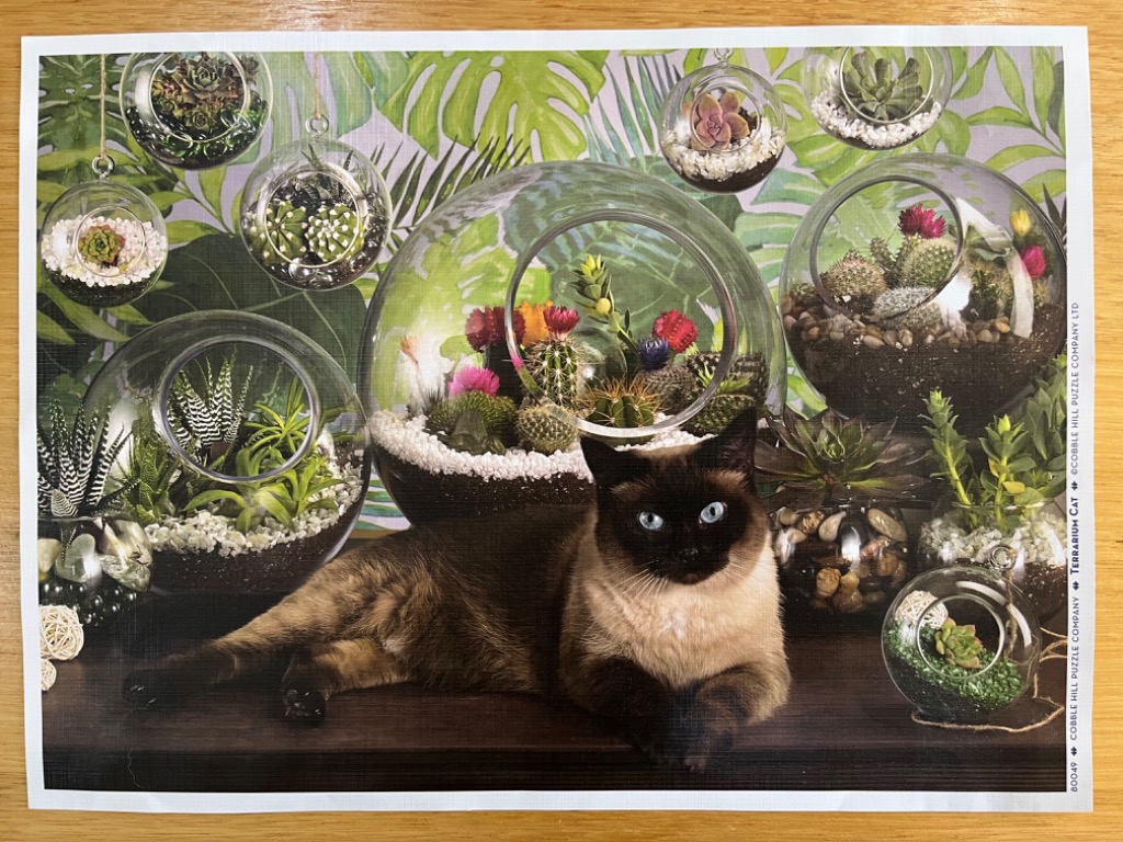 A Siamese cat lounging on a shelf in front of numerous glass terrariums filled with cacti and succulents.