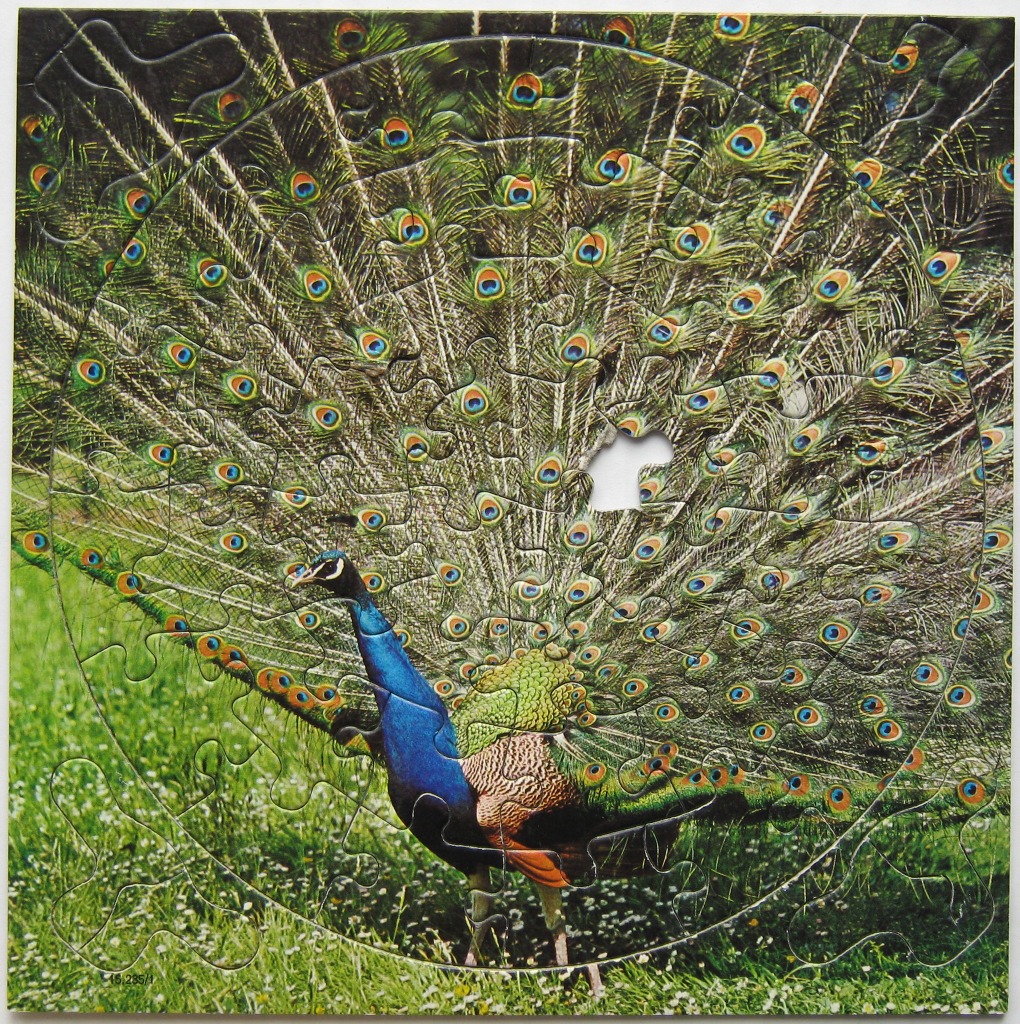 A male peacock with his tail feathers fanned out, standing in a field of green grass and white wildflowers.
