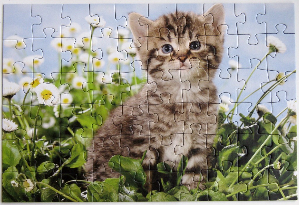 A fluffy tabby kitten sitting in a field of white daisies under a blue sky.