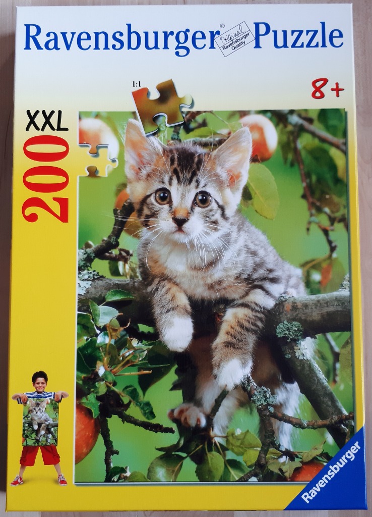 A close-up photograph of a fluffy tabby kitten perched on an apple tree branch.