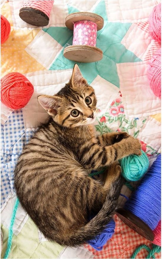 A tabby kitten lying on a patchwork quilt surrounded by colorful spools of yarn.