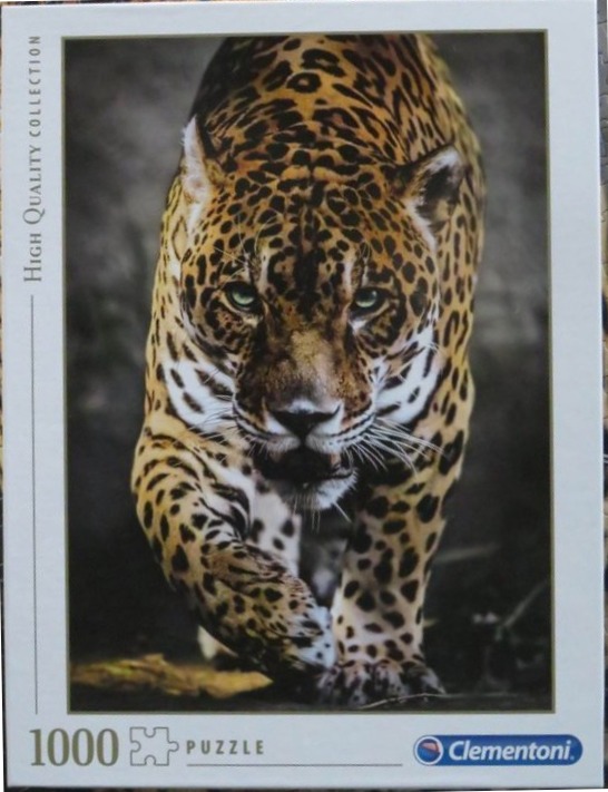 A close-up photograph of a jaguar walking directly toward the viewer against a dark, blurry background.