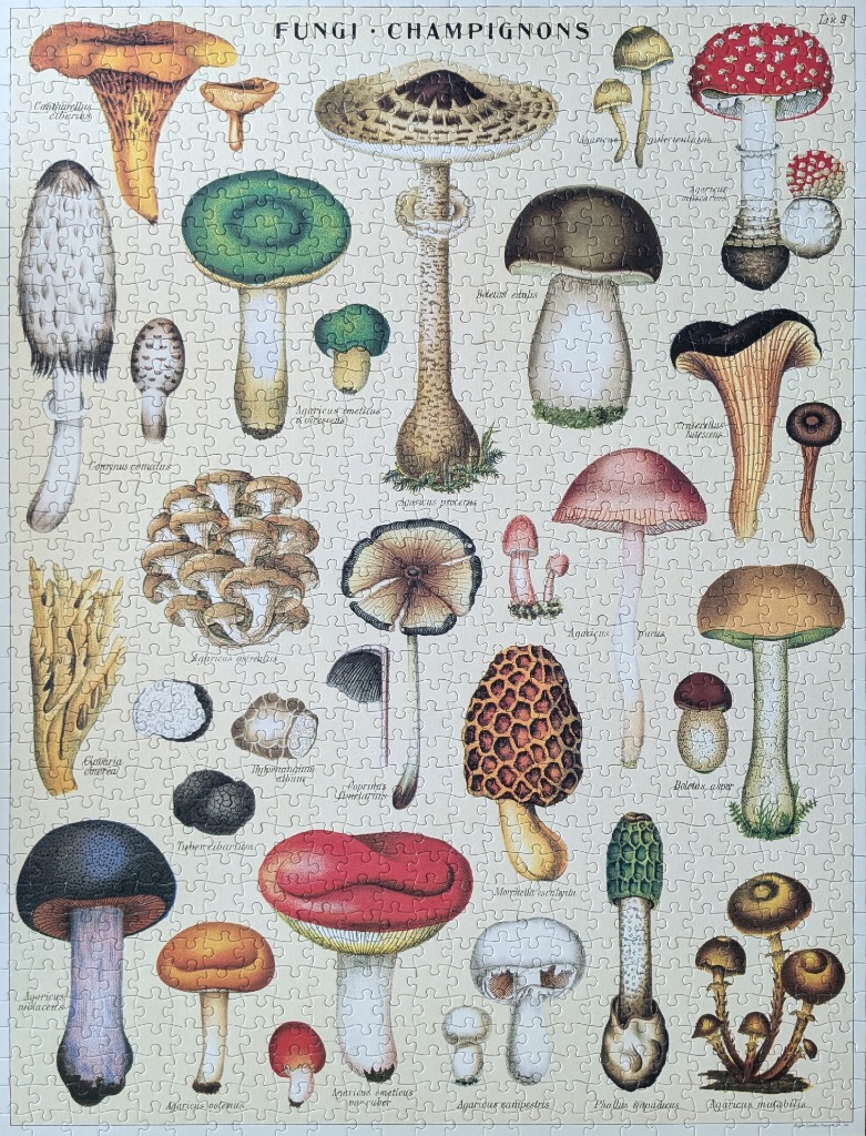 Botanical illustration of various mushroom species on a cream background