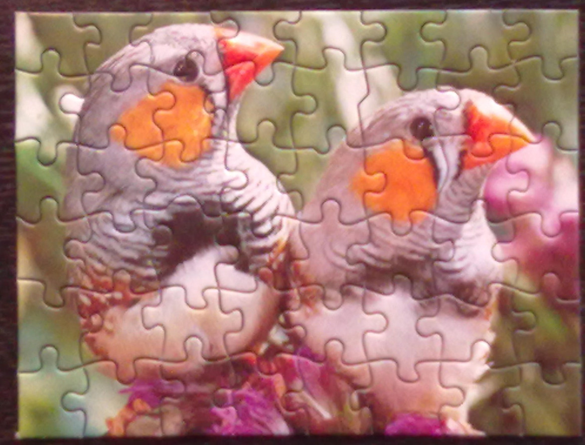 Two zebra finches sitting side-by-side in a soft-focus garden setting