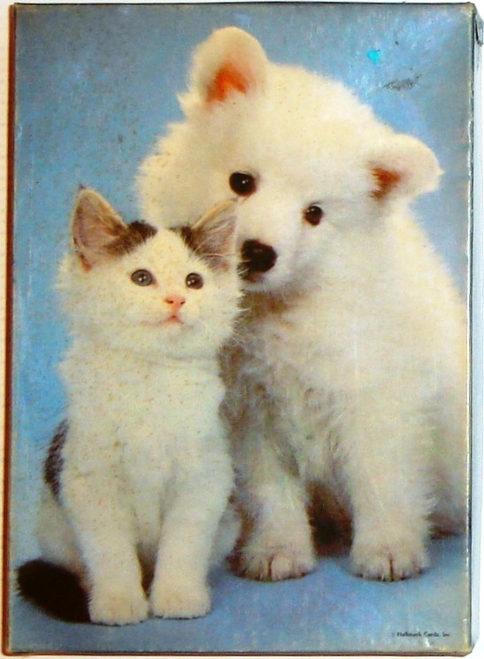 A fluffy white puppy and a small white and black kitten sitting together against a blue background.