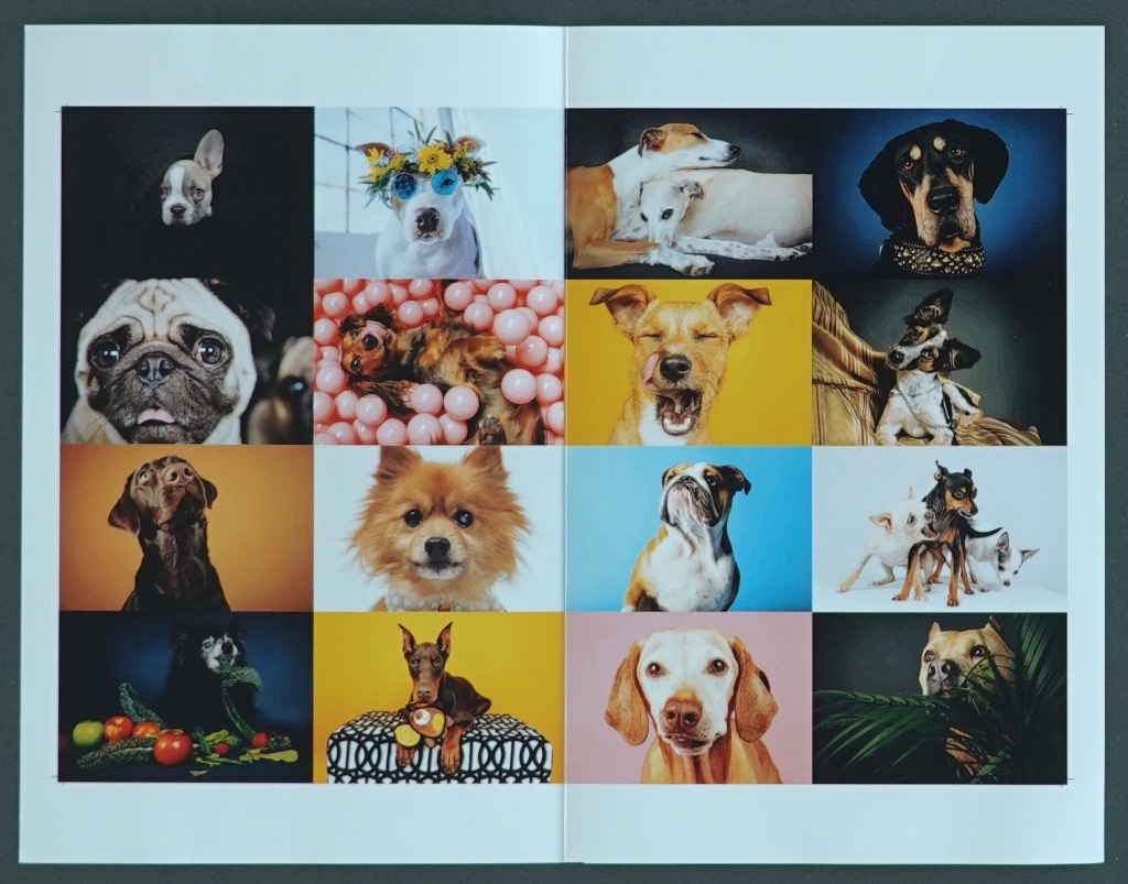 A collage of sixteen individual dog portraits featuring various breeds and colorful backgrounds.