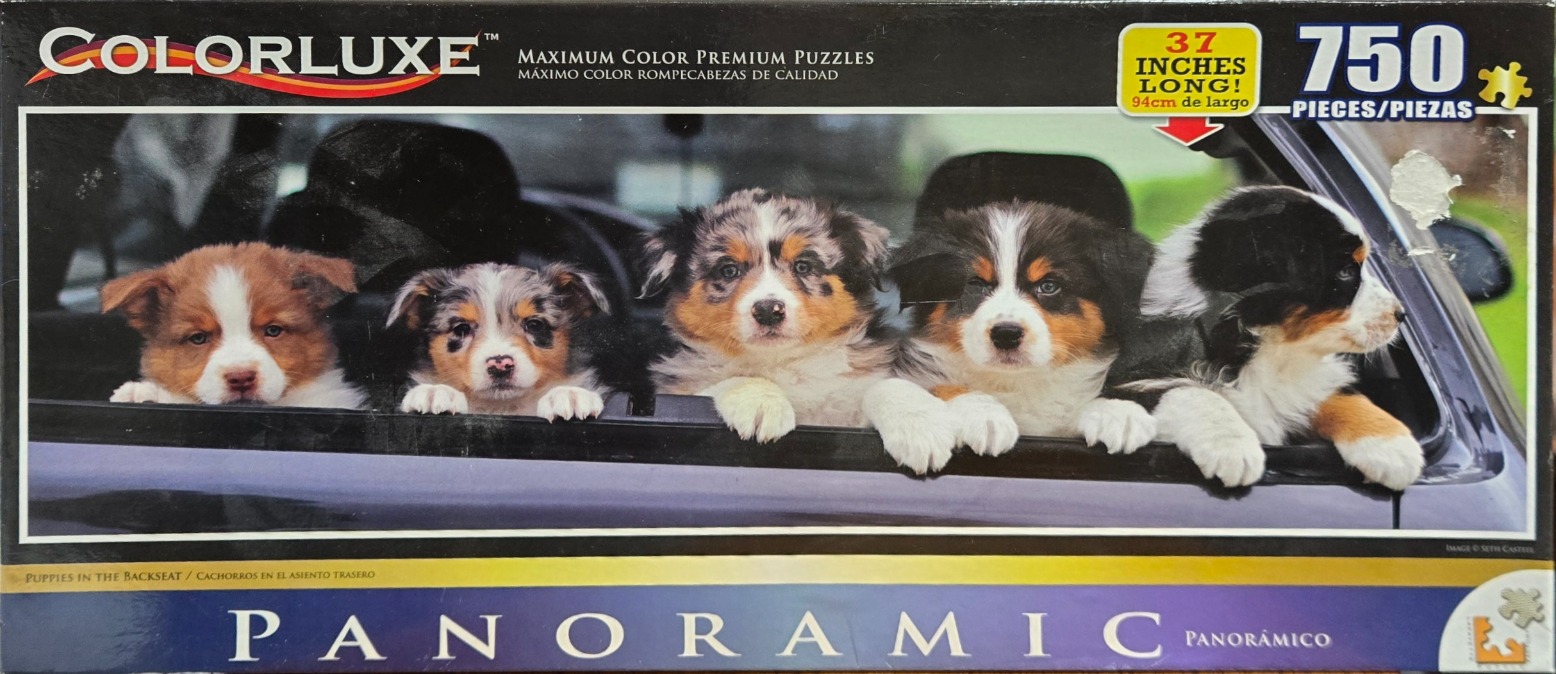 Five adorable Australian Shepherd puppies peeking out from the open window of a car.