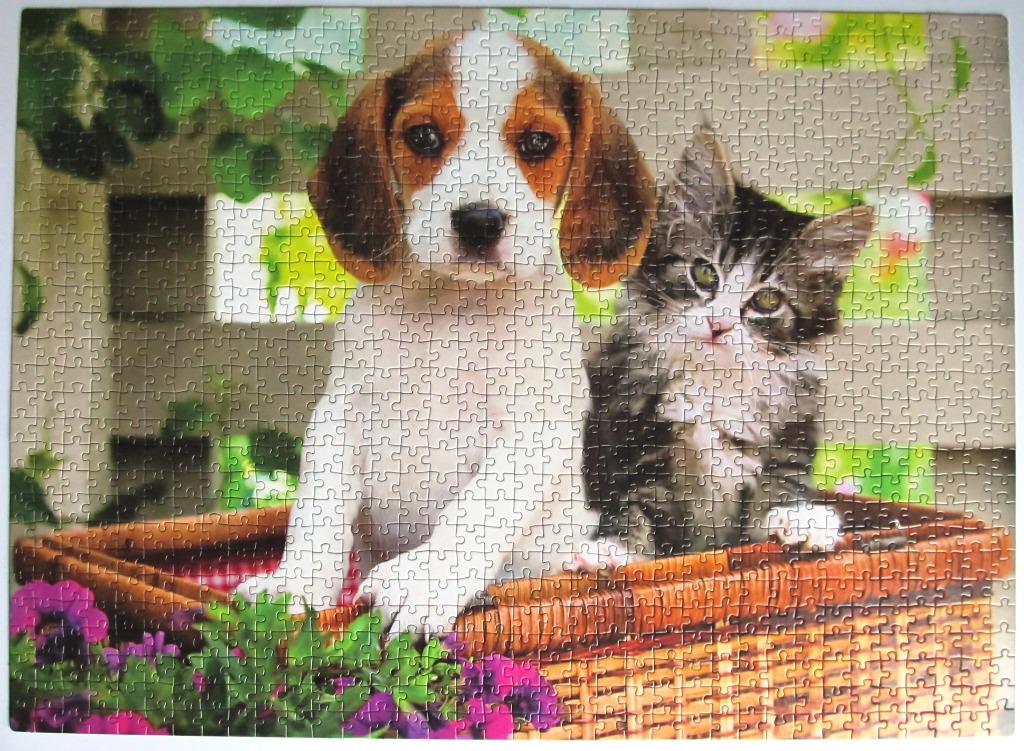 A beagle puppy and a tabby kitten sitting together in a wicker basket in a garden.