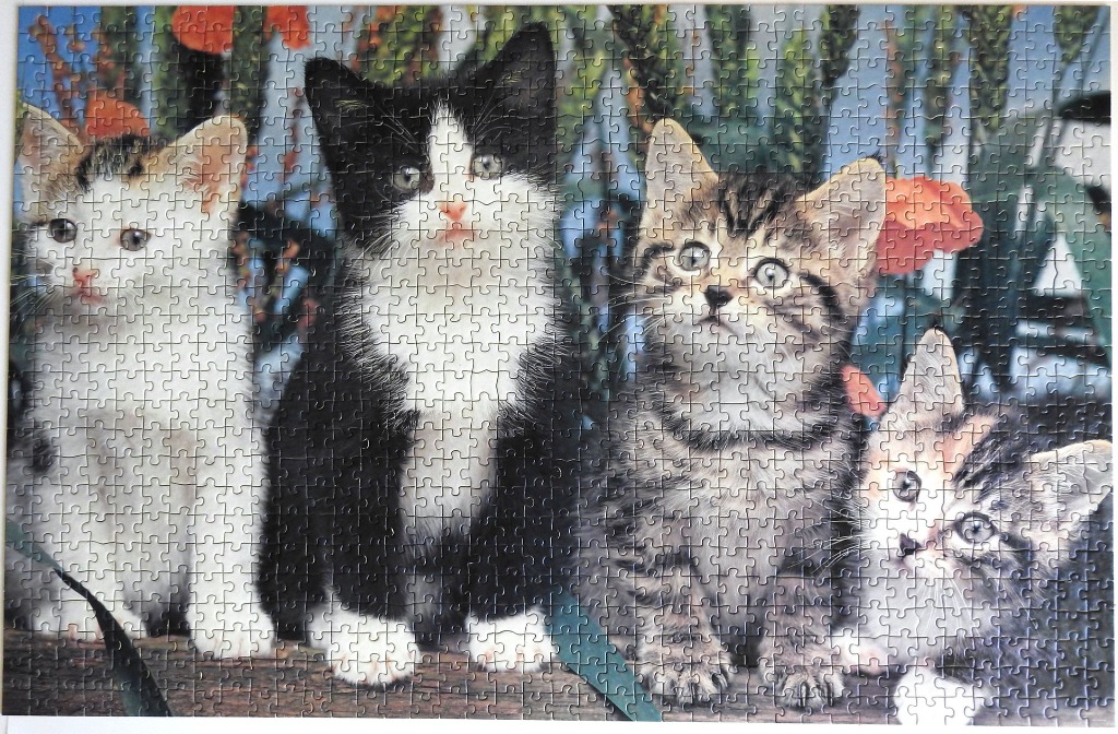 Four kittens of different breeds and markings sitting in a row outdoors.