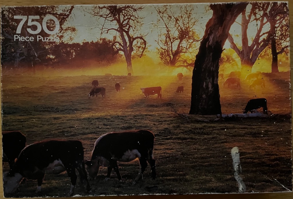 Cattle grazing in a misty, sunlit pasture at golden hour