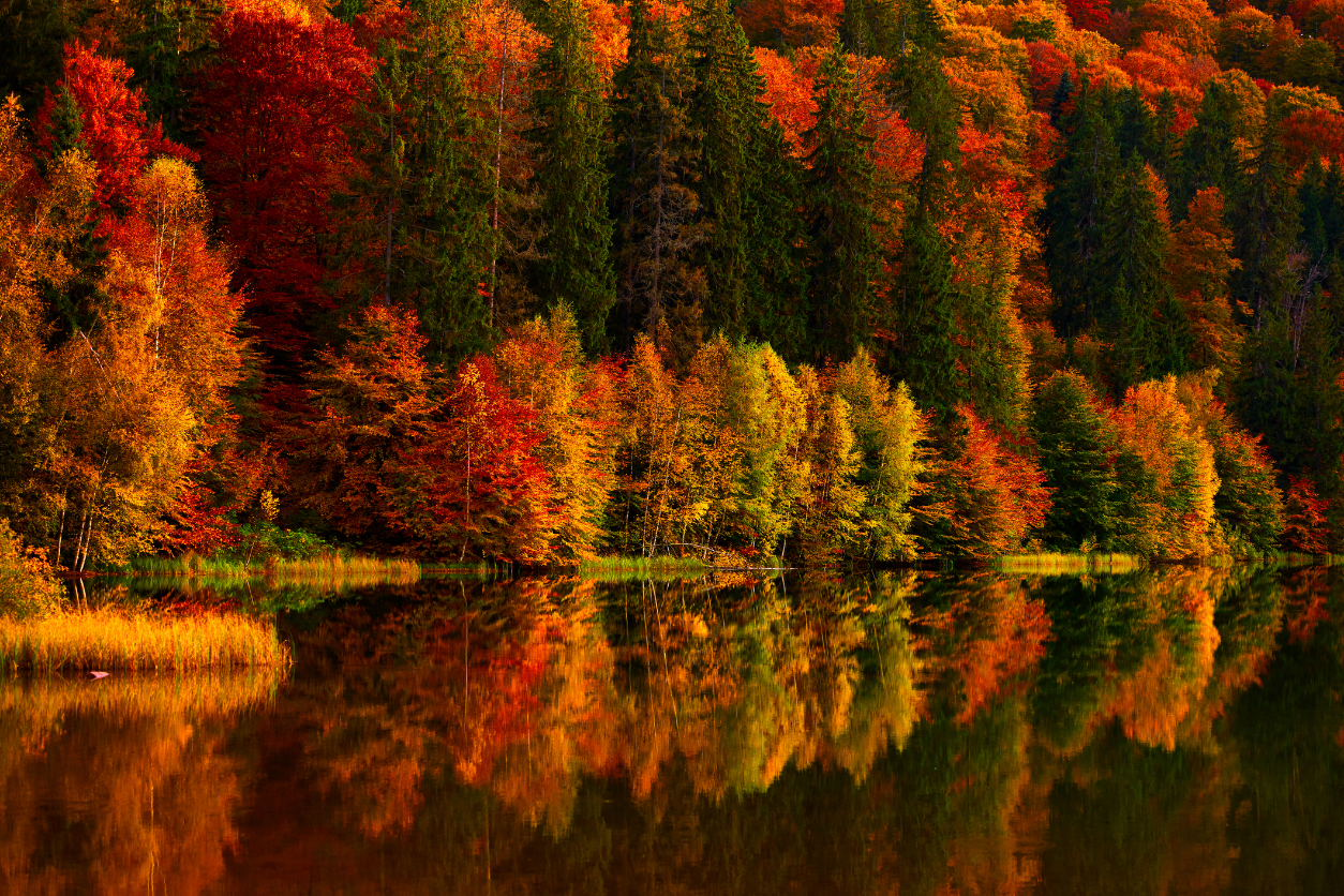A dense autumn forest with fiery orange and red trees reflected in a calm, dark lake.