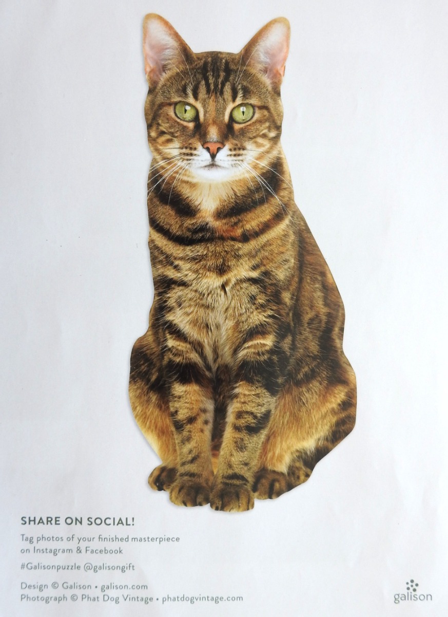 A close-up photograph of a brown tabby cat sitting against a white background.