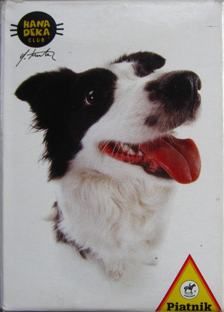 A close-up portrait of a happy, black and white dog with its tongue hanging out against a white background.