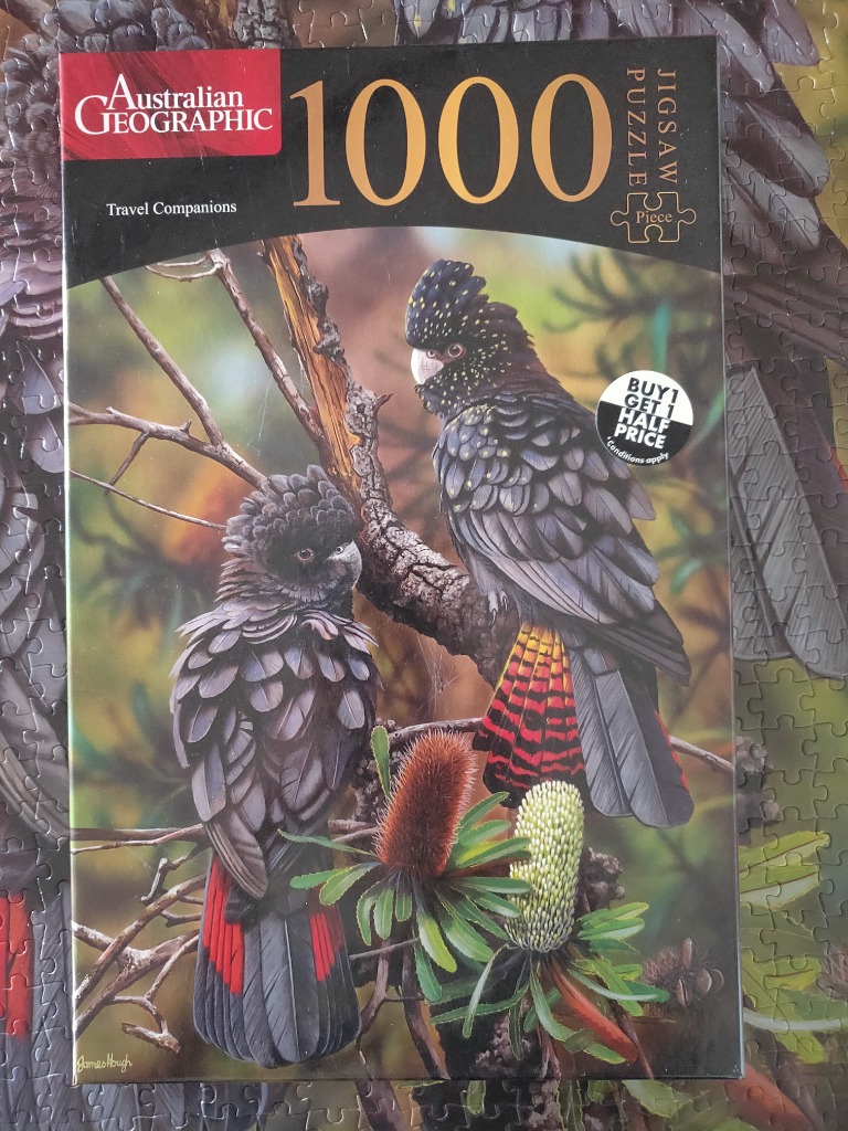 Two glossy black cockatoos with vibrant red tail feathers perched on a tree branch near flowering banksia plants.
