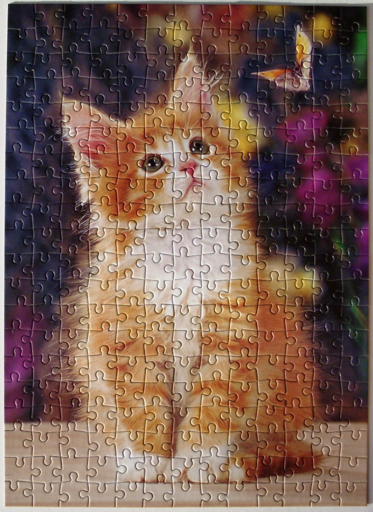 A portrait of a fluffy ginger Maine Coon kitten watching a moth in a garden setting.