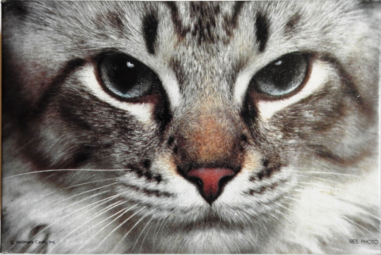 Extreme close-up portrait of a tabby cat with intense blue-grey eyes and a pink nose.