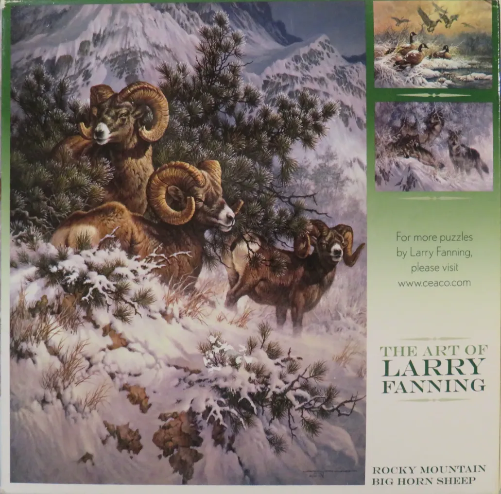 Rocky Mountain Big Horn Sheep
