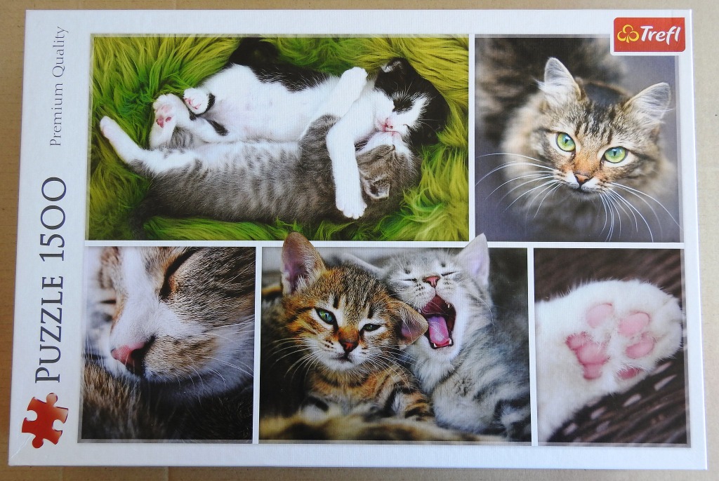 Collage of five different photographs featuring domestic kittens in various poses and close-ups.