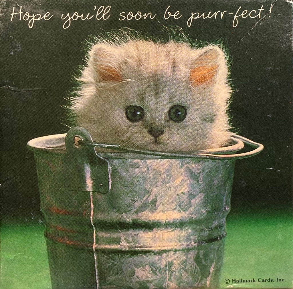 A fluffy kitten peering out of a galvanized metal bucket against a dark green background.