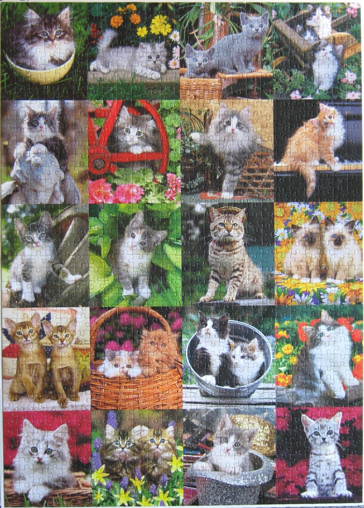 A collage of twenty different kittens in various playful poses and settings.