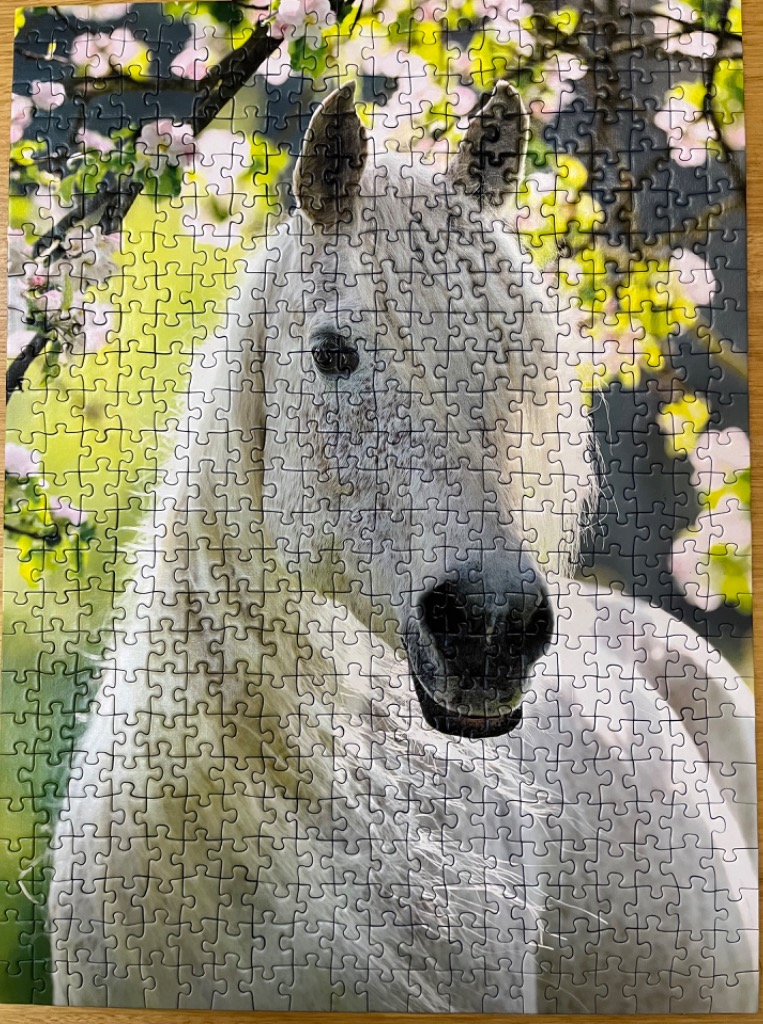 A white horse portrait set against a background of blooming cherry blossoms in spring.