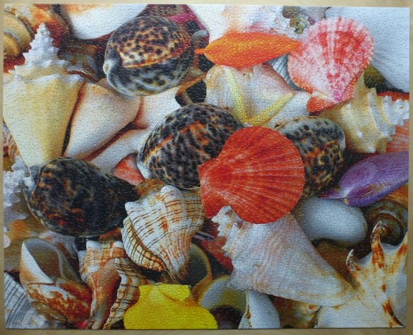 A dense, colorful collection of various seashells and coral pieces.