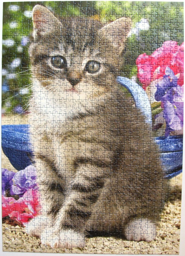 A close-up portrait of a fluffy brown tabby kitten sitting in front of blue pots and colorful flowers.