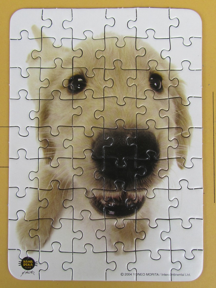 Close-up portrait of a golden retriever puppy looking directly into the camera lens.