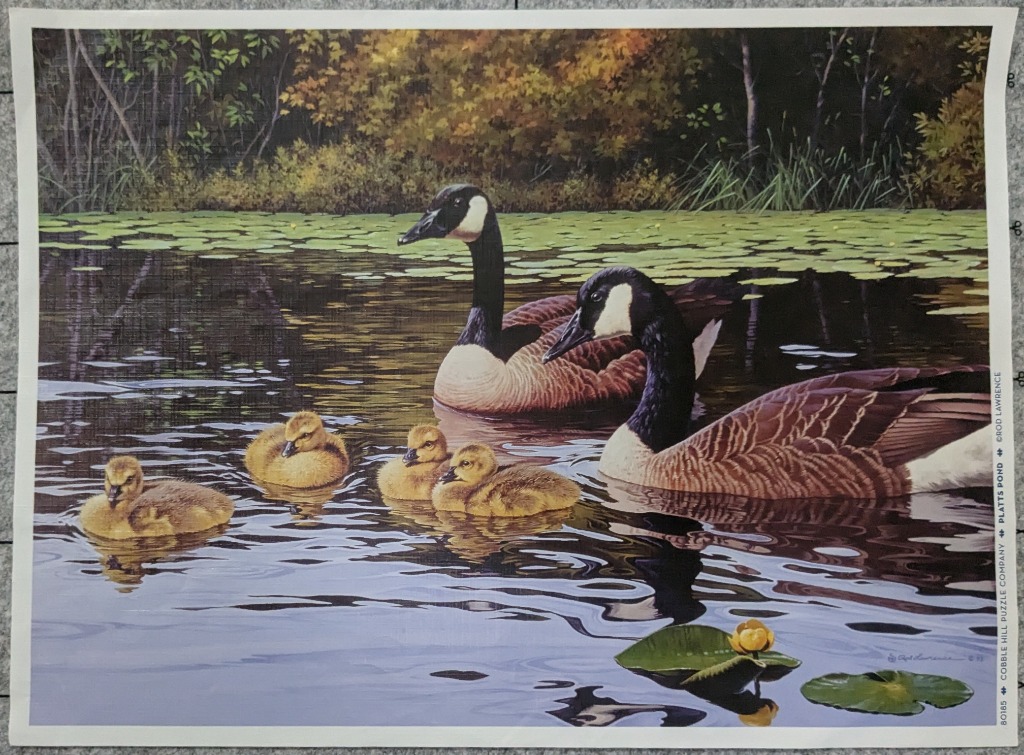 A pair of Canada geese and four fluffy yellow goslings swimming together on a calm, lily-pad-covered pond.