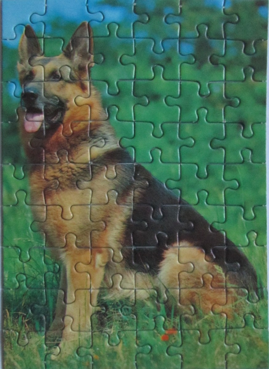 Portrait of a German Shepherd dog sitting in a grassy field.