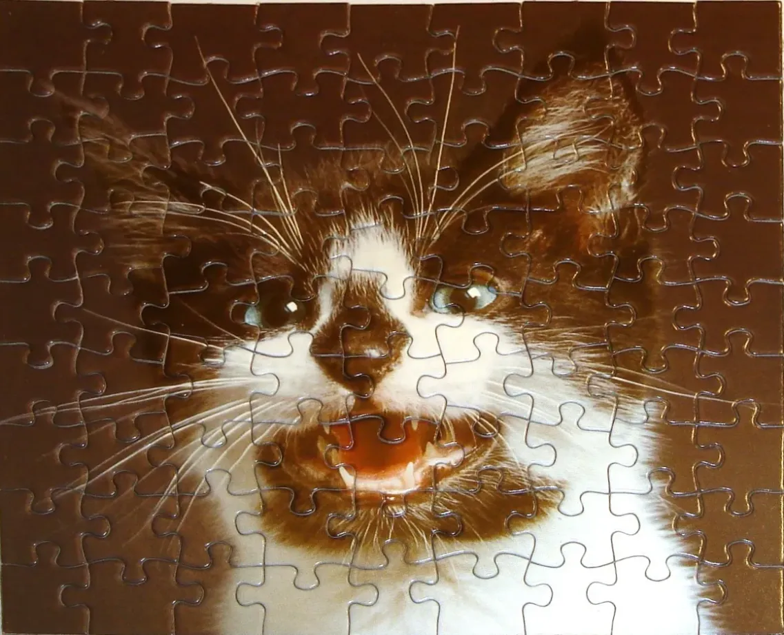 Close-up portrait of a brown and white cat with its mouth open, set against a solid dark brown background.