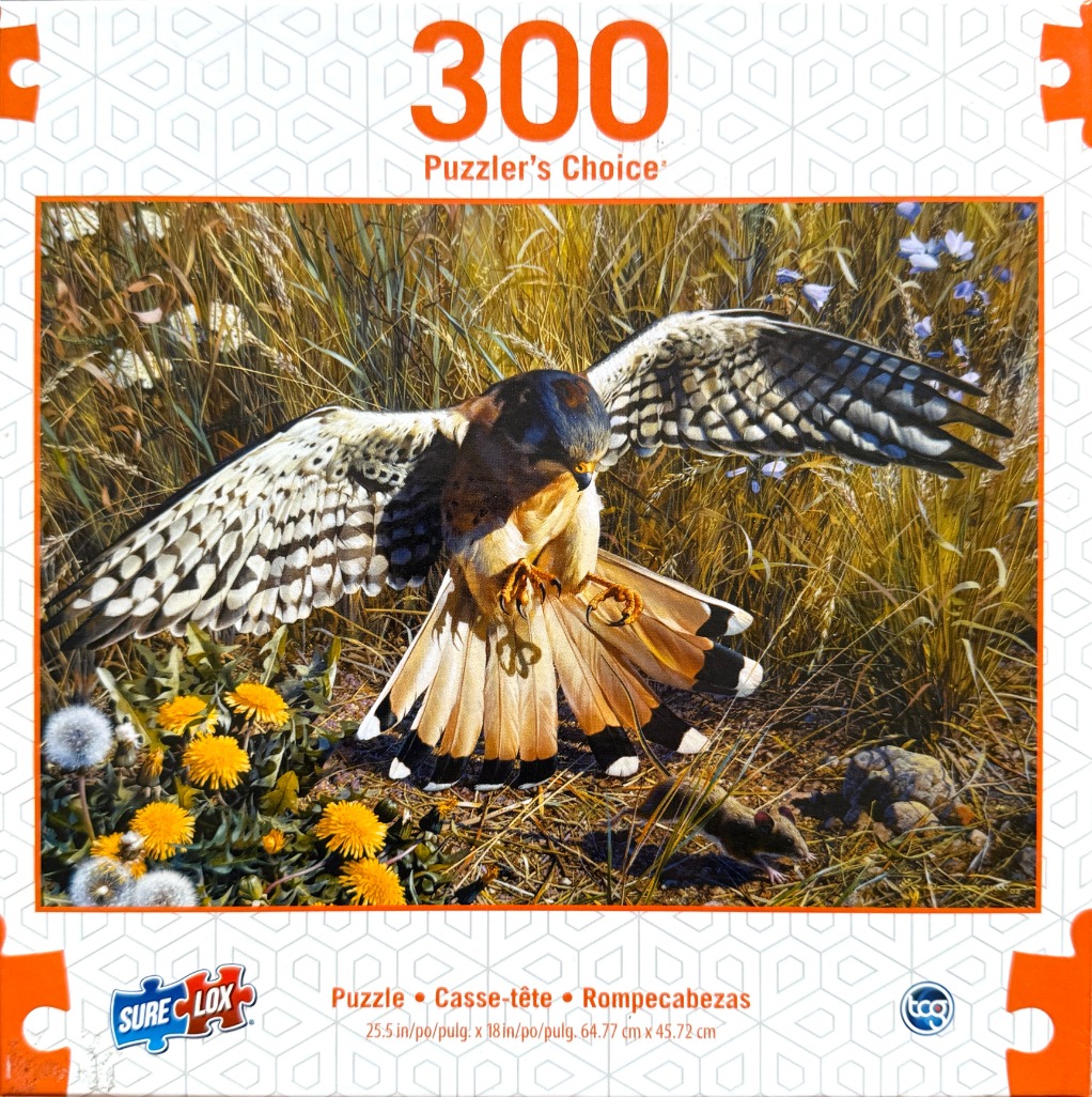 A detailed painting of an American Kestrel hawk swooping down over a field toward a mouse.