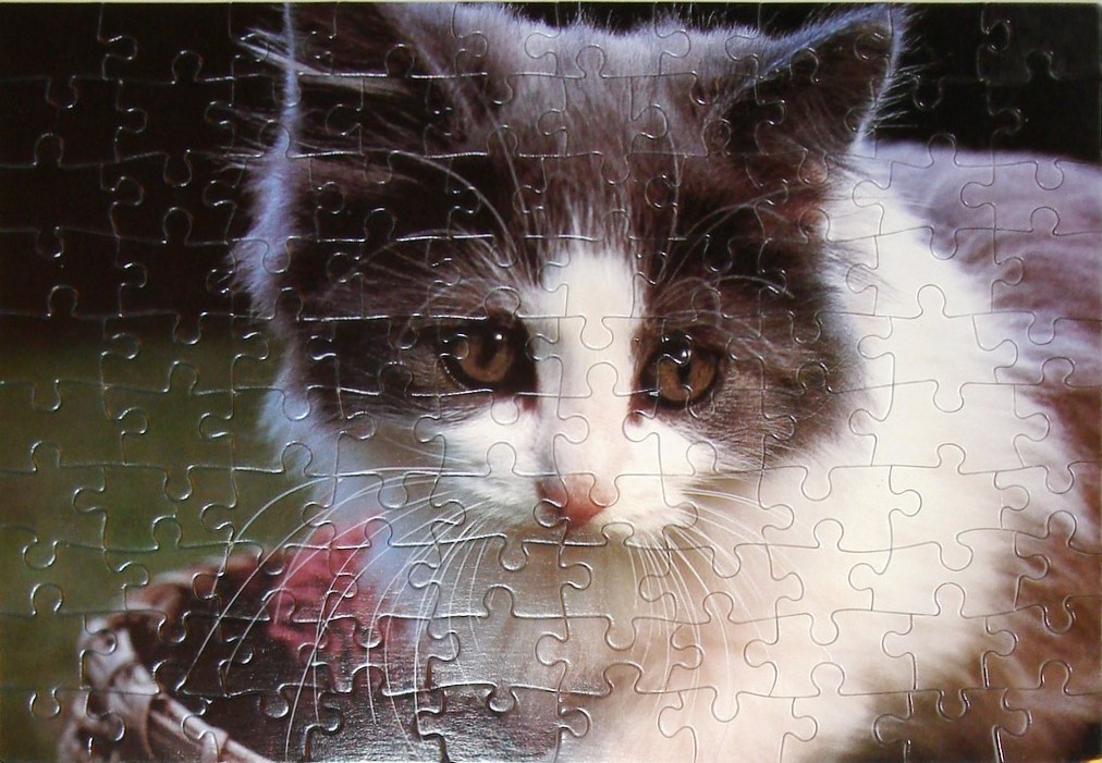 A close-up portrait of a fluffy grey and white kitten sitting inside a woven basket.