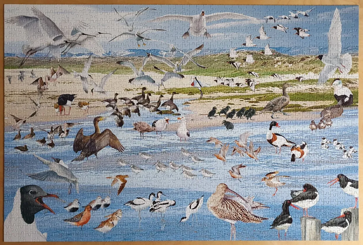 A detailed illustration of many different species of shorebirds and gulls on a beach and in the water.