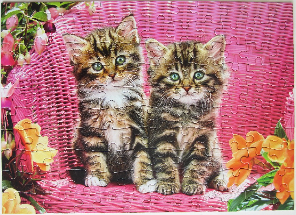 Two fluffy tabby kittens sitting side-by-side on a vibrant pink wicker chair decorated with flowers.