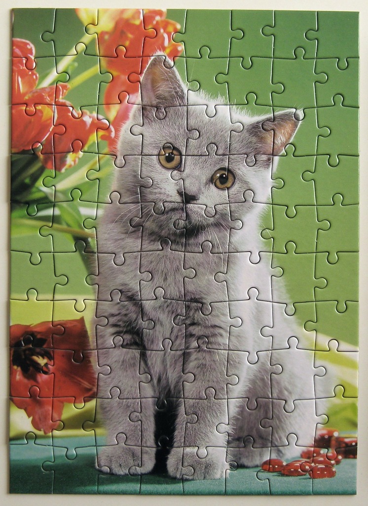 A grey kitten sitting in front of red tulips against a green background