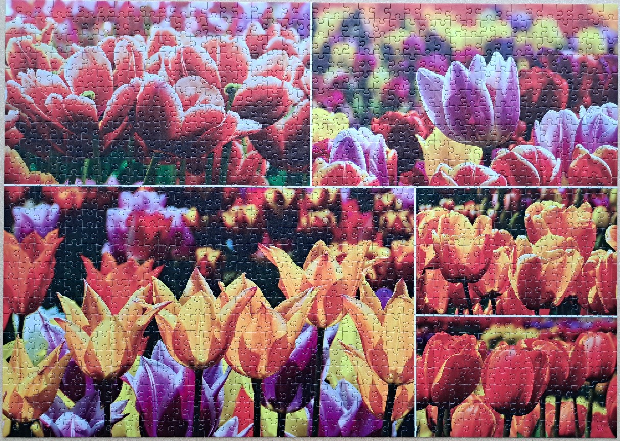 A collage of five separate close-up photographs featuring vibrant, multi-colored tulips in a garden.