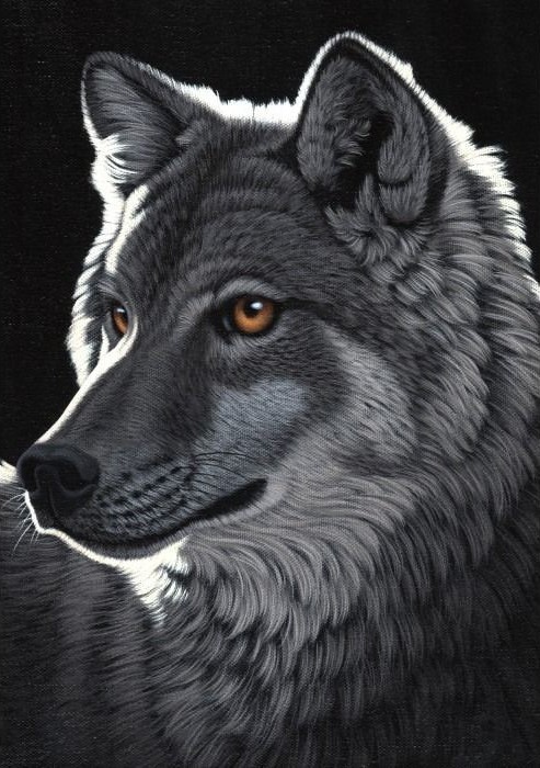 A detailed close-up portrait of a wolf with striking amber eyes against a solid black background.