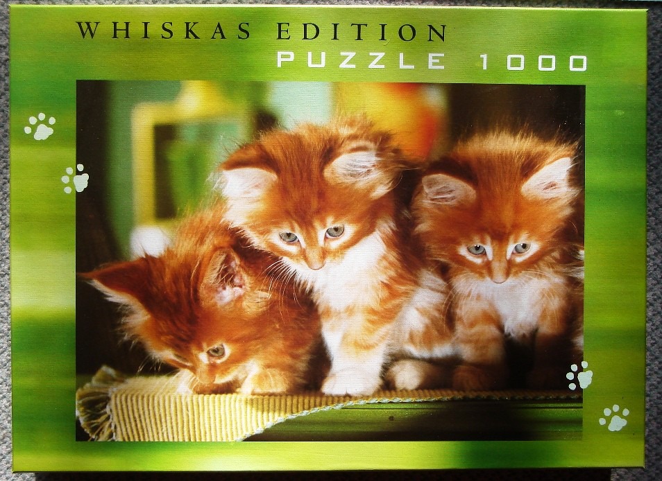 Three fluffy ginger Maine Coon kittens sitting side-by-side on a textured surface.