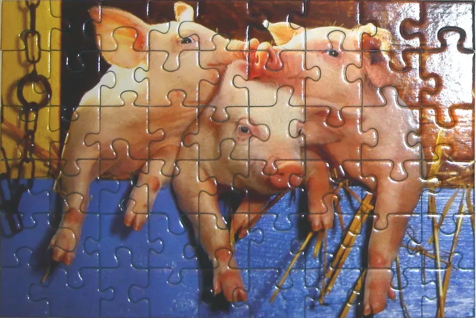 Three pink piglets peering over a blue ledge in a barn setting