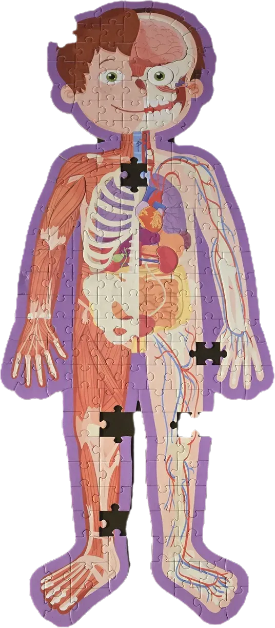Educational illustration of a human body divided between muscular and internal systems.