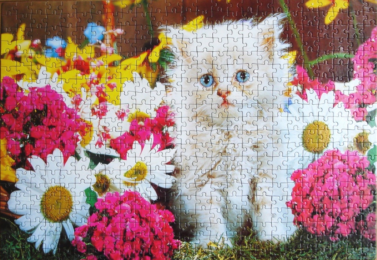 A fluffy white kitten with bright blue eyes sits surrounded by a vibrant display of colorful spring flowers.